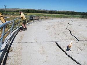A web of large cracks have opened up on the entrance pad to Don Galletly’s quake-damaged rotary milking shed on his Waiau farm.
