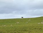 It’s estimated that 28,000 sheep and 7000 cattle on Chatham Island need to get to the mainland urgently.