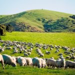 Sheep and beef numbers up