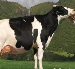  Indentifying the top Holstein Friesian 