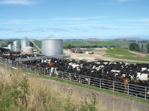 Dairy Sector Drives Strong Rural Property Market Activity in NZ
