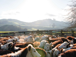 The new programme is said to be the beef industry’s response to increasing demand for high quality food produced with a lower environmental footprint.