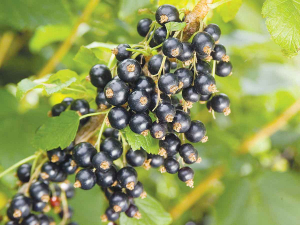 Local and international research has found that NZ-grown blackcurrants offer significant health benefits.