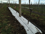 Black and white weedmat installed to the undervine during dormancy, August 2015.