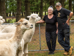 Sue and Peter Forbes with some of their alpacas at their lifestyle block in Eyrewell Forest.