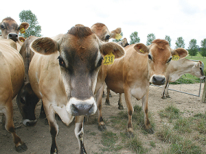 DairyNZ says the 66% reduction in the levy dairy farmers pay reflects the good progress made in response to M. bovis.