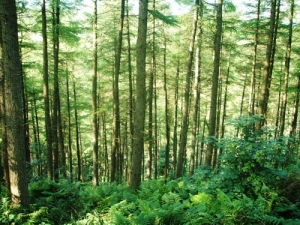 Farmers have a stake in forestry industry