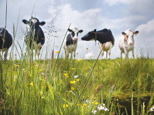 European dairy processors are encouraging farmers to graze more cows.