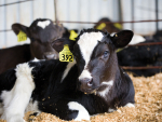 Calf Shed Design: What Farmers Need to Get Right