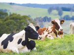 Victoria dairy sector leads the nation