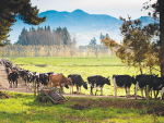 The report by DairyNZ and LIC shows the dairy sector’s resilience with production remaining stable despite tight and uncertain economic conditions.