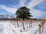 Wine Weather: What's been going on?