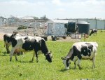 Soils can cop more copper