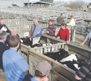 Young livestock auctioneers try themselves out