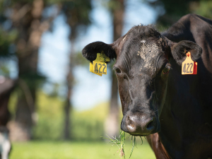 Bovine Viral Diarrhoea (BVD) is estimated to cost more than $150 million every year.