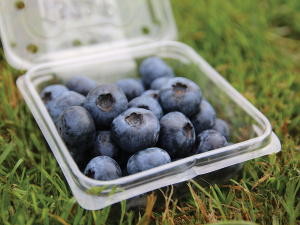 NZ Blueberry Industry Sounds Alarm Over MPI Import Plan