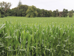 Great-looking maize crops have been growing across the country.