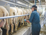 Government support for Māori landowners to invest in growing sheep milk industry