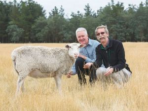 ‘Sharon’ the mutant sheep with scientists: Could she be the answer to wool’s current woes?