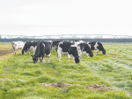 New Zealand’s typically high potassium content in pastures can affect calcium balance.