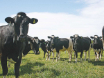 NZ grass-fed beef could see an uptake under new US regulations.