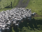 Closer NZ-China sheep ties