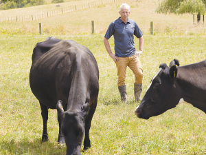 LIC Chief Scientist, Richard Spelman, inspects dairy cows with the ‘slick’ gene.