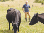 Meet NZ&#039;s coolest cows