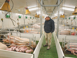 Pork NZ says no other country has completely banned the use of farrowing crates, which it claims is necessary during the highly vulnerable stage of newborn piglets&#039; lives.