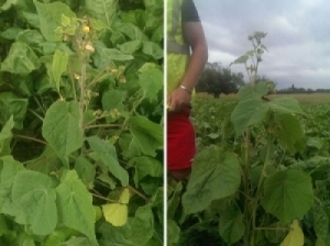 Left: Velvetleaf plant in fodder beet crop. Right: Velvetleaf plants grow from 1m to 2.5m tall. Image: MPI.