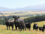 A PI calf in a mob may be responsible for infecting numerous other animals before anyone realises there is a problem.