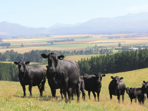A PI calf in a mob may be responsible for infecting numerous other animals before anyone realises there is a problem.