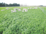 Interest in lucerne – particularly in summer dry areas – is growing.