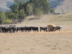 Few animal welfare issues in dry North Canterbury