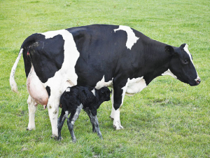 Cows can be protective of their calves.