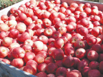 Total exports of apples from the port of Napier in March 2023 were valued at $61 million, 2% up from March last year, according to data released by Stats NZ.