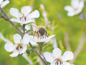 Creating a buzz on World Bee Day