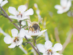 Creating a buzz on World Bee Day