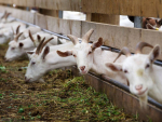 Truck driver fined for mishandling goats