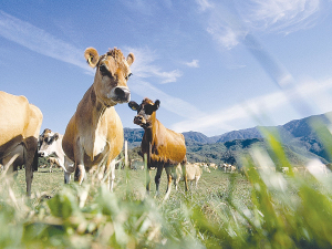 Boost for NZ, Nordic Jerseys genetic link