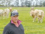 Brent Fisher with beet-fed 18 month Charolais steers on his Silverstream property at Greenpark. 