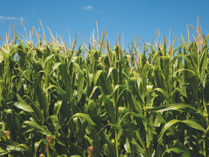 Insufficient contract maize was grown this season, contributing to a feed shortage in drought conditions.
