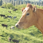 Cattle thefts cost the farming sector $120 million each year.