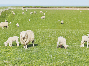 Early weaning can be a valuable management tool that can advantage both ewes and lambs.