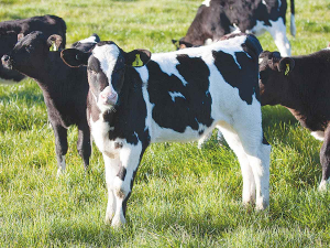 Calves that are well cared for have a reduced risk of disease and cost less to rear.