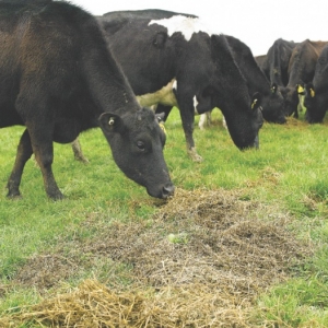 Managing mycotoxins in dairy cows