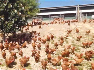 Poultry farmers bag award for using less antibiotics