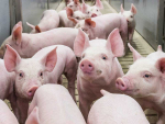 A recent report argues New Zealand needs to apply its animal welfare standards to imports.