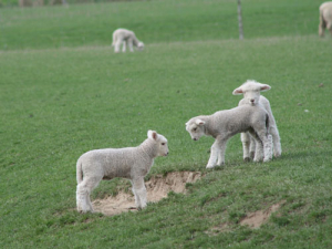 Farmer vigilance helps keep sheep measles at low ebb