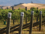 Farming sunshine on Marlborough&#039;s vineyards